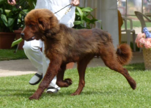 Dogue do Tibete