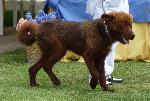 Cães