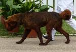 Cães