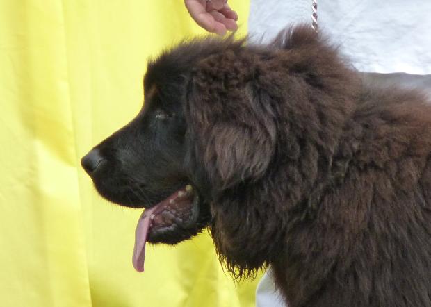 Dogue do Tibete