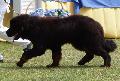 Dogue do Tibete