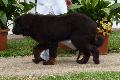 Dogue do Tibete