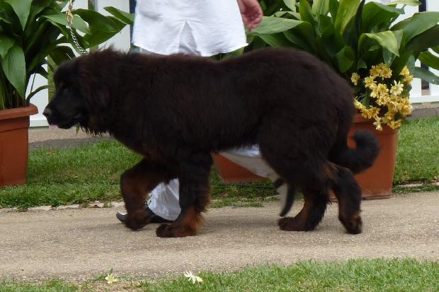 Dogue do Tibete
