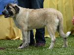 Cães