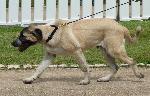 Cães