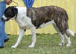 Cães