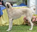 Cão de Pastor da Anatólia