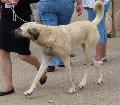 Cão de Pastor da Anatólia
