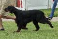Setter Gordon
