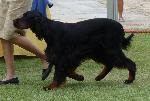Setter Gordon