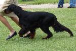 Cães