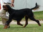 Cães