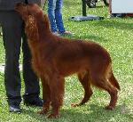 Cães