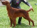 Setter Irlandês Vermelho