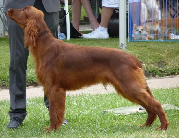 Setter Irlandês Vermelho