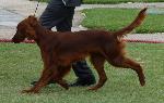 Cães
