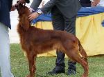 Cães