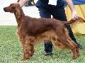 Setter Irlandês Vermelho