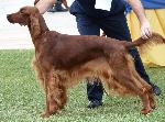 Cães
