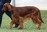 Cães
