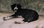 Cães