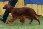 Cães