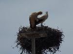 Aves