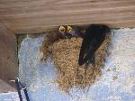 Aves