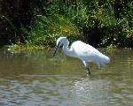 Aves
