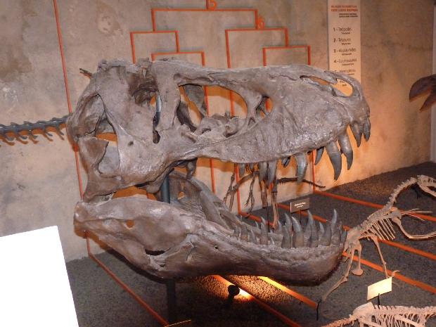 Tyrannosaurus - MHNL
