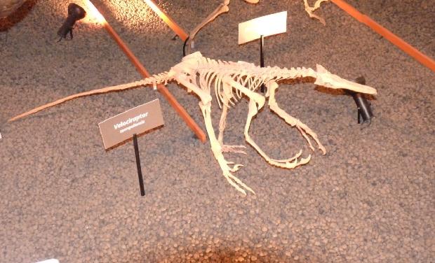 Velociraptor - MHNL