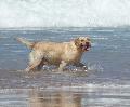 Retriever de Labrador