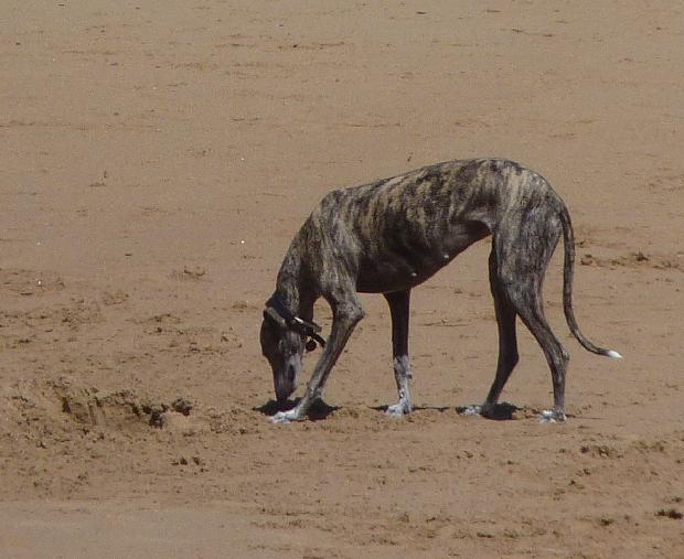 Galgo