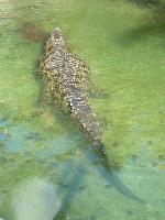 15000 crocodilos-do-Nilo fogem de quinta