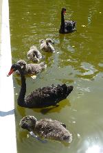 Aves