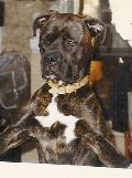 Boxer