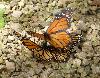 Acasalamento de borboletas-monarca