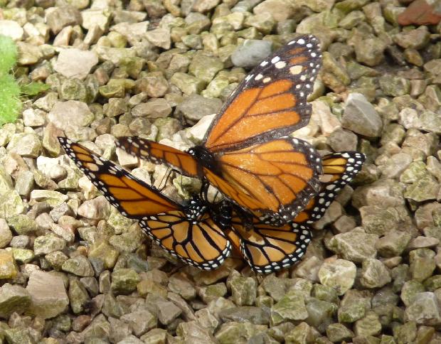 Acasalamento de borboletas-monarca