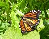 Borboleta-monarca fêmea