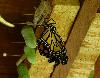 Borboleta-monarca e crisálidas