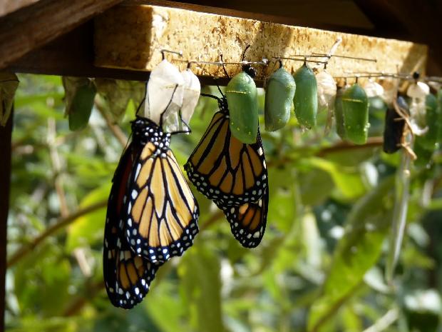 Borboletas-monarca e crisálidas