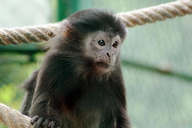 Langur-de-Java