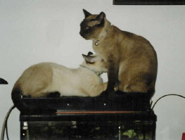 Gatos
