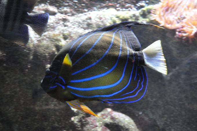 Peixe-anjo-de-anel-azul