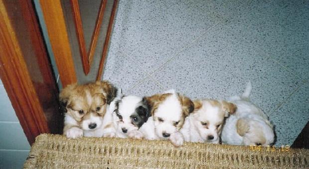 Cachorros