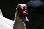 Aves