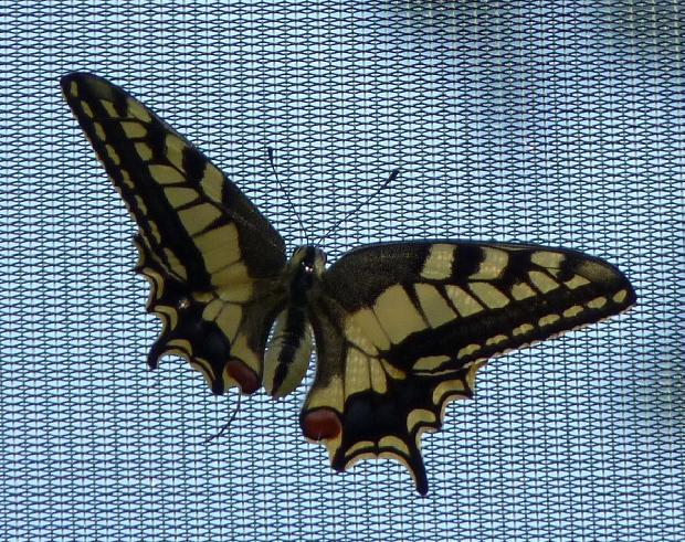 Borboleta-cauda-de-andorinha