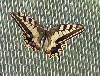 Borboleta-cauda-de-andorinha <i>(Papilio machaon)</i>