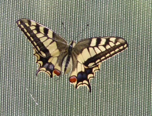 Borboleta-cauda-de-andorinha