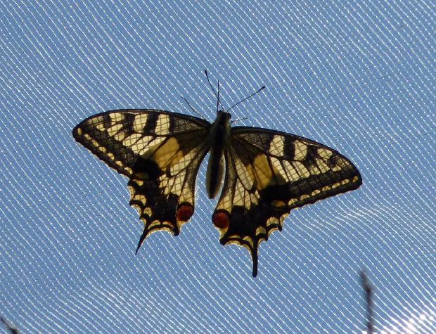 Borboleta-cauda-de-andorinha